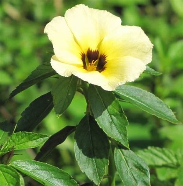 White Alder (Turnera subulata)